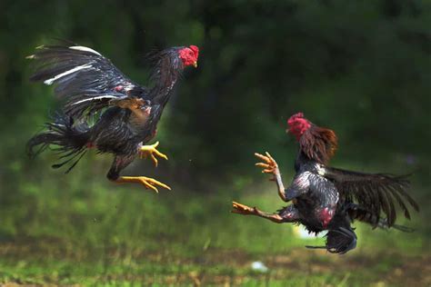 breeds of roosters for fighting|10 Best Fighting Rooster and Gamefowl Breeds.